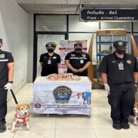 ทีมสุนัขดมกลิ่น สนามบินสุวรรณภูมิ ตรวจพบซากเป็ดนำเข้าจากจีน